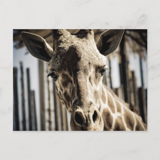 Carte Postale Giraffe (Devant)