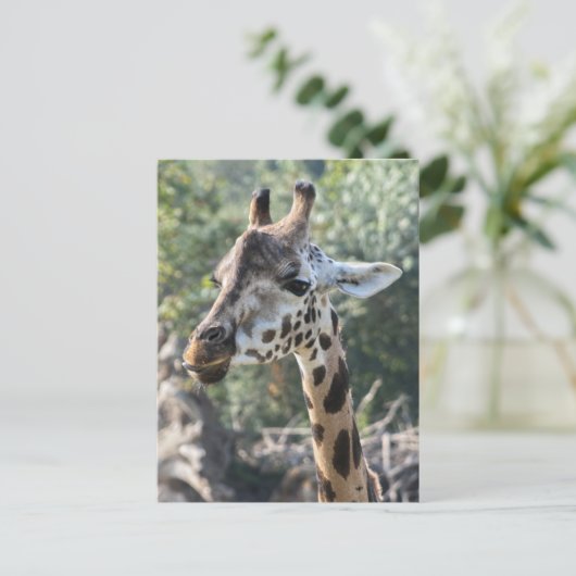 Carte Postale Giraffe (Debout devant)