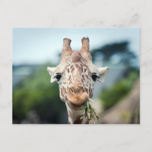 Carte Postale Giraffe