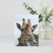 Carte postale Giraffe (Debout devant)