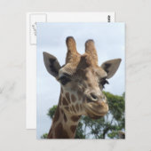 Carte postale Giraffe (Devant / Derrière)