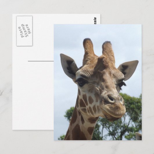 Carte postale Giraffe (Devant / Derrière)