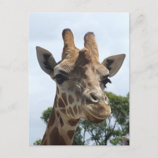 Carte postale Giraffe (Devant)