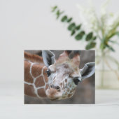 Carte postale Giraffe (Debout devant)