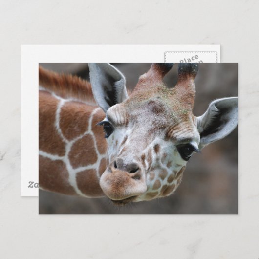 Carte postale Giraffe (Devant / Derrière)