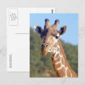 Carte postale Giraffe (Devant / Derrière)