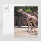 Carte Postale Giraffe (Devant / Derrière)