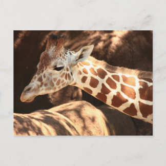 Carte postale Giraffe