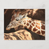 Carte postale Giraffe (Devant)