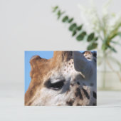 CARTE POSTALE GIRAFFE (Debout devant)