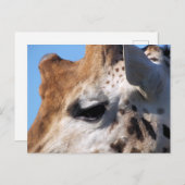 CARTE POSTALE GIRAFFE (Devant / Derrière)