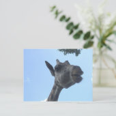 Carte Postale Giraffe (Debout devant)