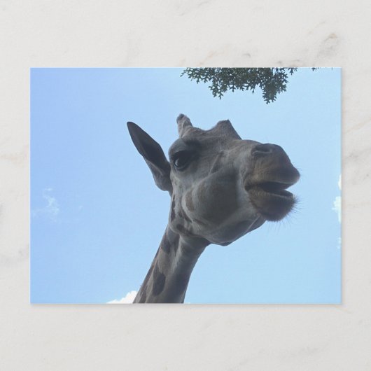 Carte Postale Giraffe (Devant)