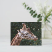 Carte postale Giraffe (Debout devant)