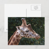 Carte postale Giraffe (Devant / Derrière)