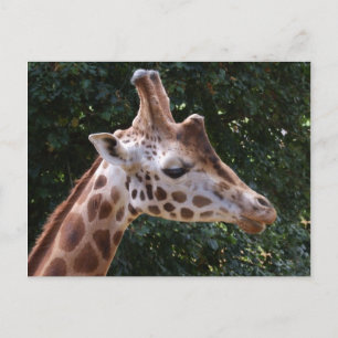 Carte postale Giraffe