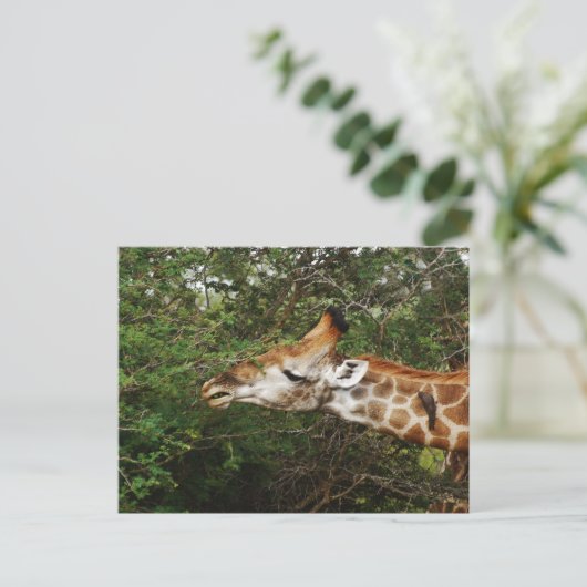 Carte Postale Giraffe (Debout devant)
