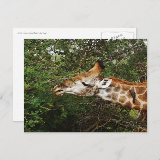 Carte Postale Giraffe (Devant / Derrière)