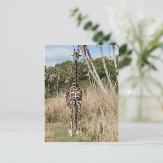 Carte postale Giraffe (Debout devant)