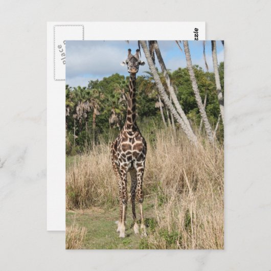 Carte postale Giraffe (Devant / Derrière)