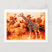 Carte postale Giraffe (Devant)