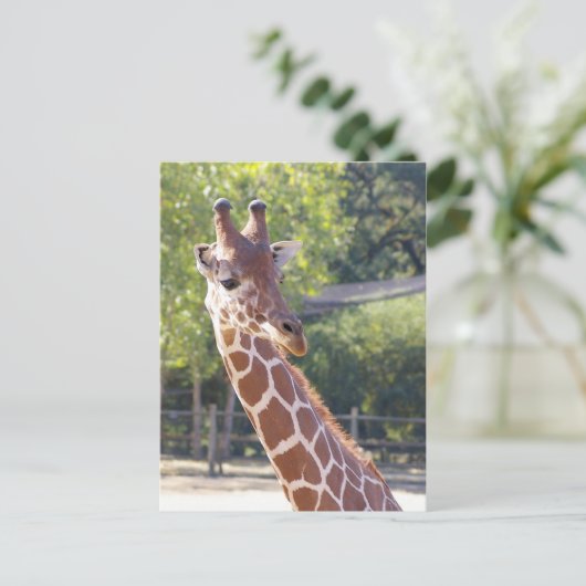 Carte postale Giraffe (Debout devant)