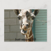 Carte postale Giraffe (Devant)