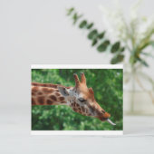 Carte Postale Giraffe (Debout devant)