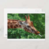 Carte Postale Giraffe (Devant / Derrière)