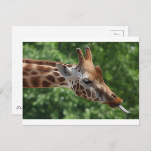 Carte Postale Giraffe (Devant / Derrière)
