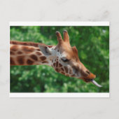 Carte Postale Giraffe (Devant)