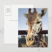 Carte Postale Giraffe (Devant / Derrière)