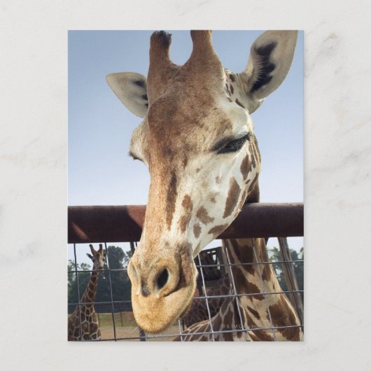 Carte Postale Giraffe (Devant)