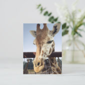 Carte Postale Giraffe (Debout devant)