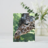 Carte postale Giraffe (Debout devant)