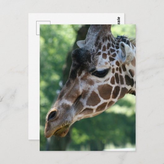 Carte postale Giraffe (Devant / Derrière)