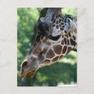 Carte postale Giraffe