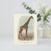 CARTE POSTALE GIRAFFE (Debout devant)