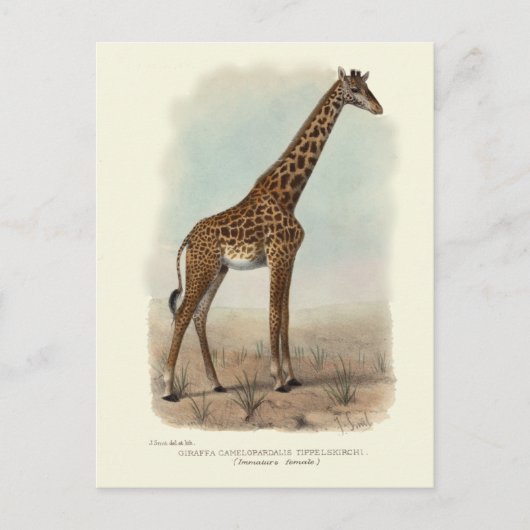 CARTE POSTALE GIRAFFE (Devant)