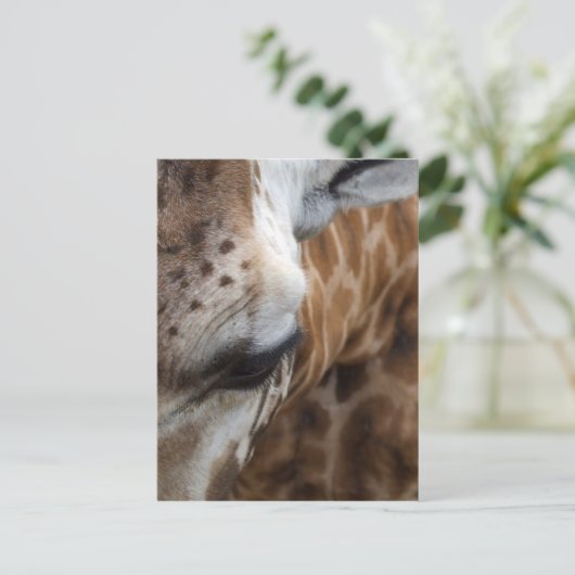 Carte postale Giraffe (Debout devant)