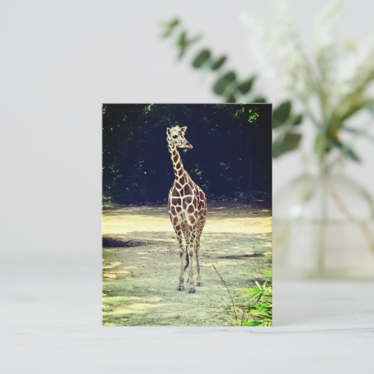 Carte postale Giraffe (Debout devant)