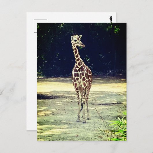 Carte postale Giraffe (Devant / Derrière)