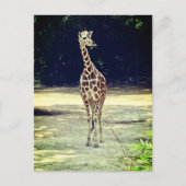Carte postale Giraffe (Devant)