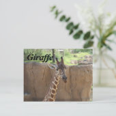 Carte Postale Giraffe # 15 (Debout devant)