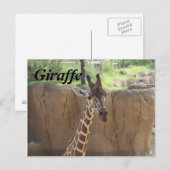 Carte Postale Giraffe # 15 (Devant / Derrière)