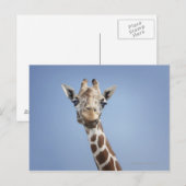 Carte Postale Giraffe 2 (Devant / Derrière)