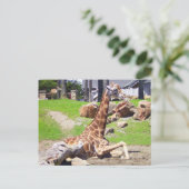 Carte postale Giraffe #3 (Debout devant)