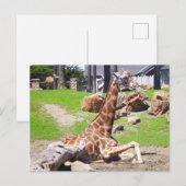 Carte postale Giraffe #3 (Devant / Derrière)