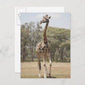 Carte Postale Giraffe 5 (Devant / Derrière)