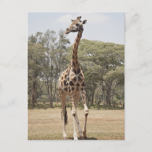 Carte Postale Giraffe 5 (Devant)